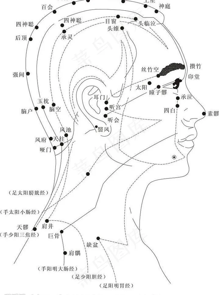 头部的经络穴位（侧面图）图片cdr矢量模版下载