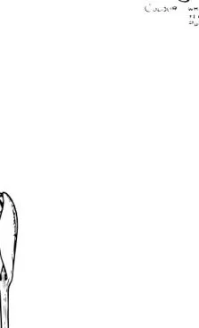 番红花闭花剪贴画