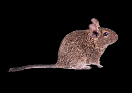 老鼠免抠素材PSD分层