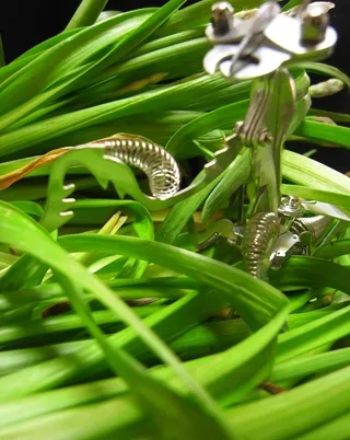 不朽的昆虫图片