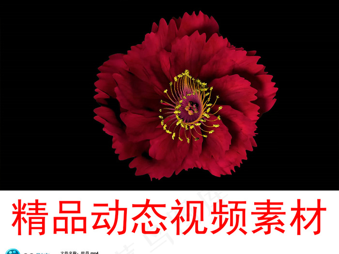 牡丹花开视频素材动态视频