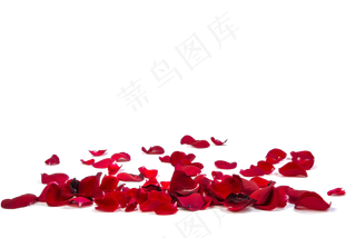 玫瑰花花瓣