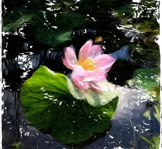 原创荷花鼠绘图片