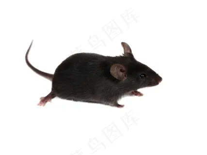 老鼠免抠素材PSD分层