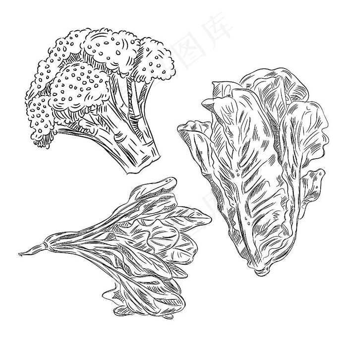 矢量蔬菜素描