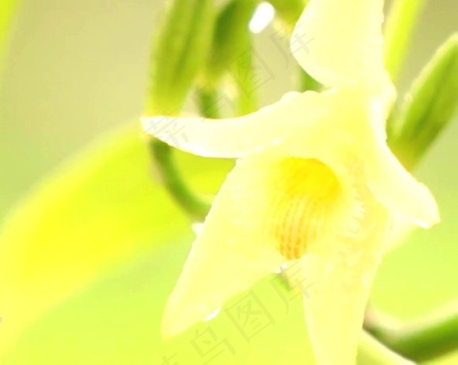 植物生长模板下载