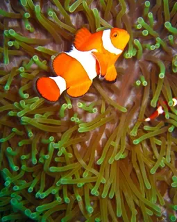 海底世界美丽小丑鱼图片