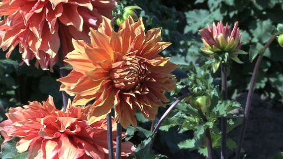 南瓜橙色的紫苑股票视频 视频免费下...