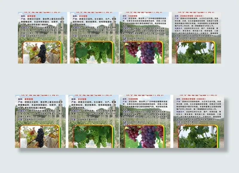 夏黑葡萄图片(700X900)cdr矢量模版下载