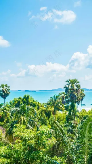 椰子树高清摄影图片