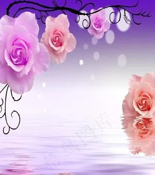 粉红玫瑰倒影图片
