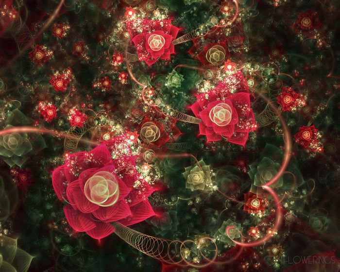 高贵 玫瑰花