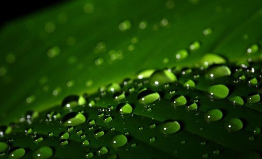 水珠 露水图片 水珠 露水图片