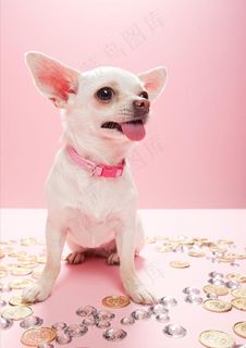 吉娃娃 珠宝 硬币图片