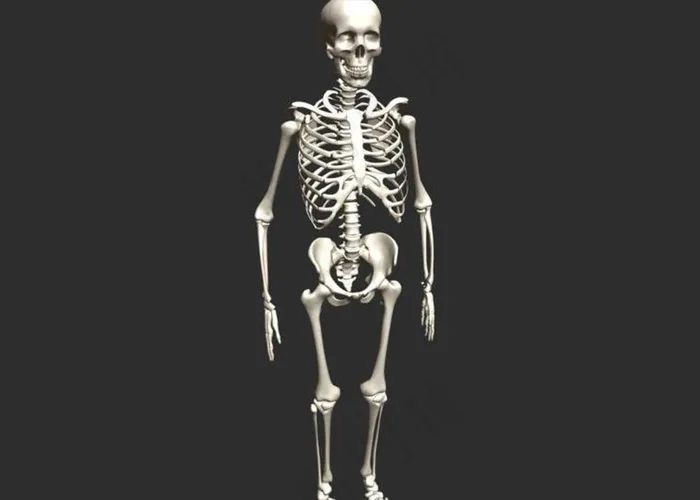 人体骨骼模型