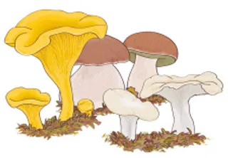 美味牛肝菌蘑菇