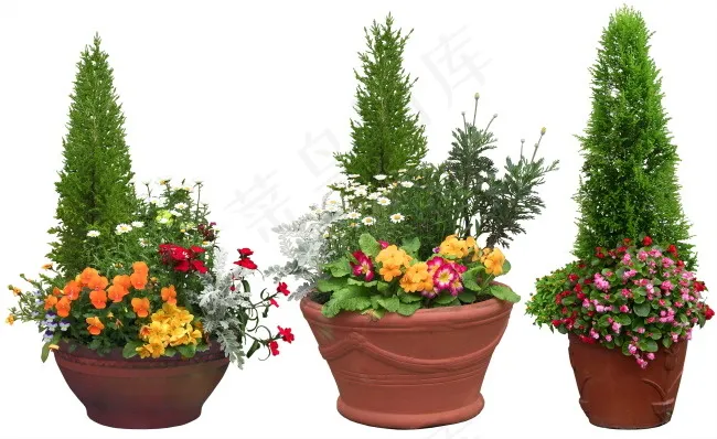 花盆小松树psd素材psd模版下载