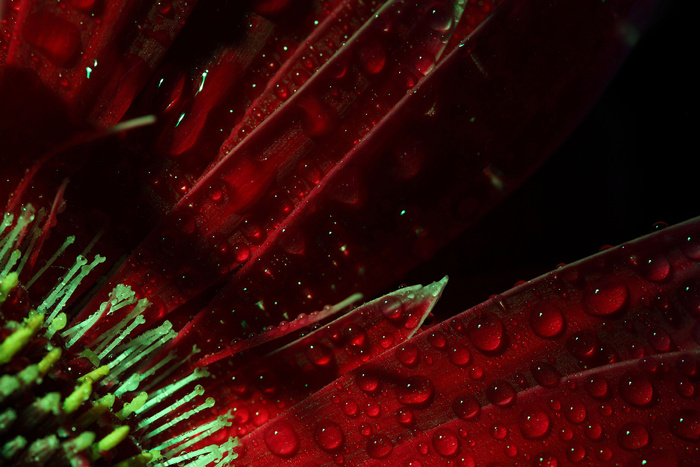 绽放的花朵花瓣图片