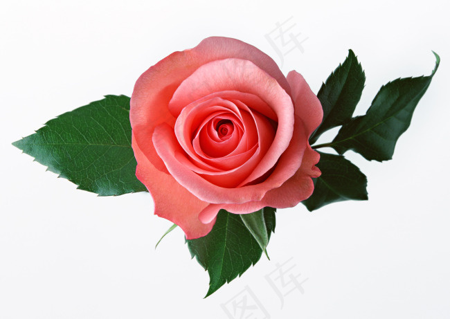 花朵素材psd模版下载