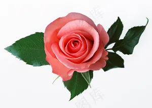 花朵素材