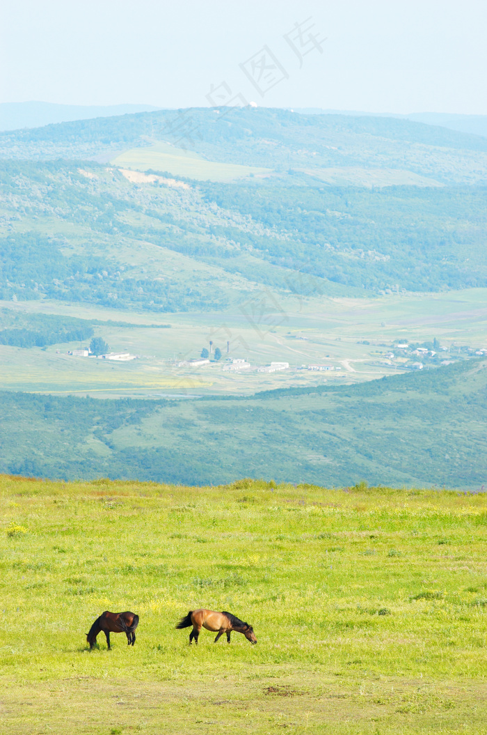 草原上吃草的骏马图片