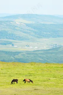 草原上吃草的骏马图片