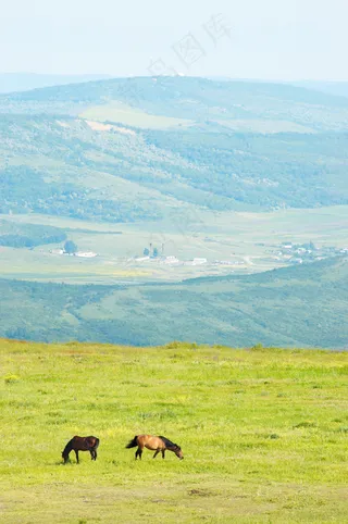 草原上吃草的骏马图片