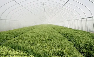 带盖膜的蔬菜大棚图片
