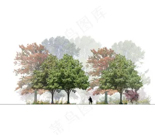 植物立面剖面手绘素材2