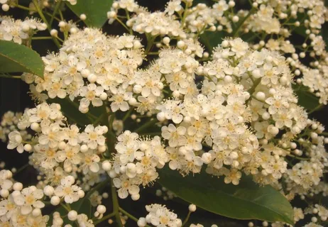 米桂花图片 米桂花图片