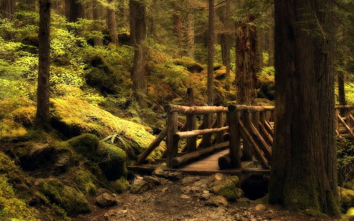 森林 大树 风景 绿色风景 艺术...