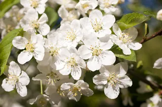 苹果属植物三叶海棠