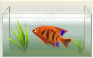 鱼缸的剪辑艺术
