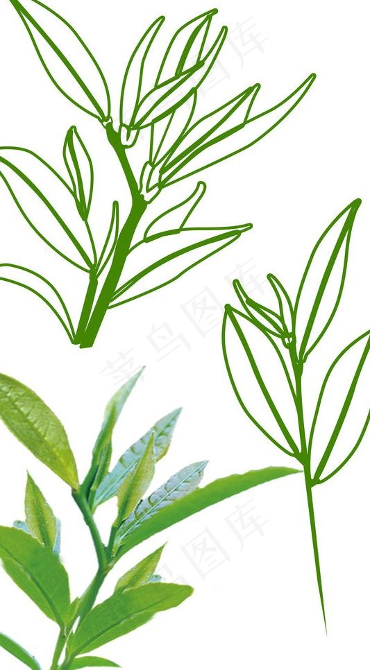 信阳毛尖线稿图片