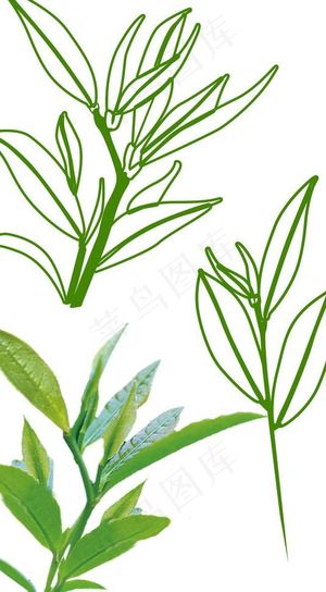 信阳毛尖线稿图片