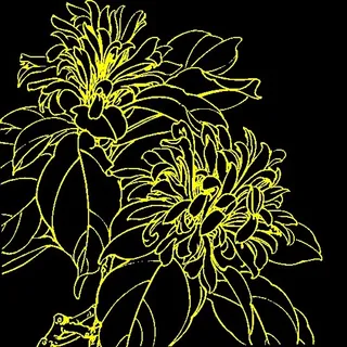 白描花卉 矢量CDR_11 白描花卉 矢量CDR_11