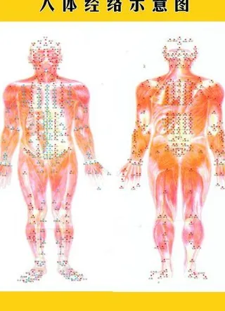 人体经络图图片