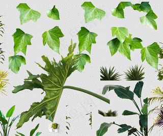 绿叶叶子棕榈叶树叶免抠素材PNG