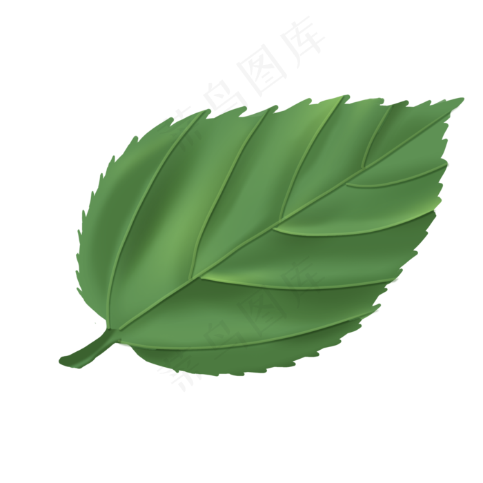 一片精致的绿叶插画