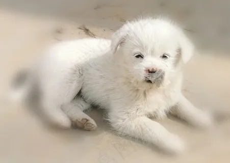 萌宠 萌宠