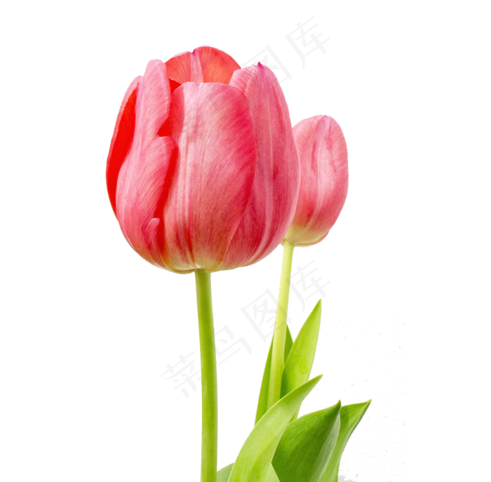 花朵花卉PNG免扣素材