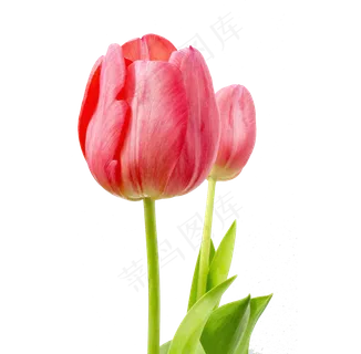 花朵花卉PNG免扣素材