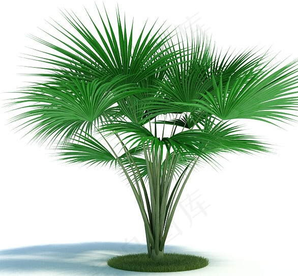 3d植物模型
