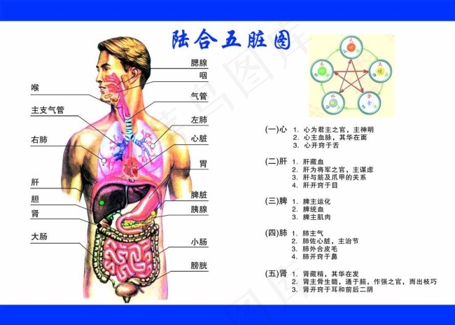 人体经络图图片