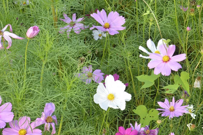 白色格桑花图片 白色格桑花图片