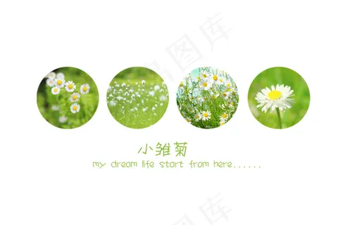 小雏菊ppt封面素材图片 清新排版...