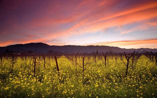 3D高清夕阳的天空黄色小野花背景墙... 3D高清夕阳的天空黄色小野花背景墙...