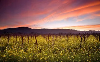 3D高清夕阳的天空黄色小野花背景墙...