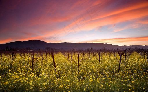 3D高清夕阳的天空黄色小野花背景墙... 3D高清夕阳的天空黄色小野花背景墙...
