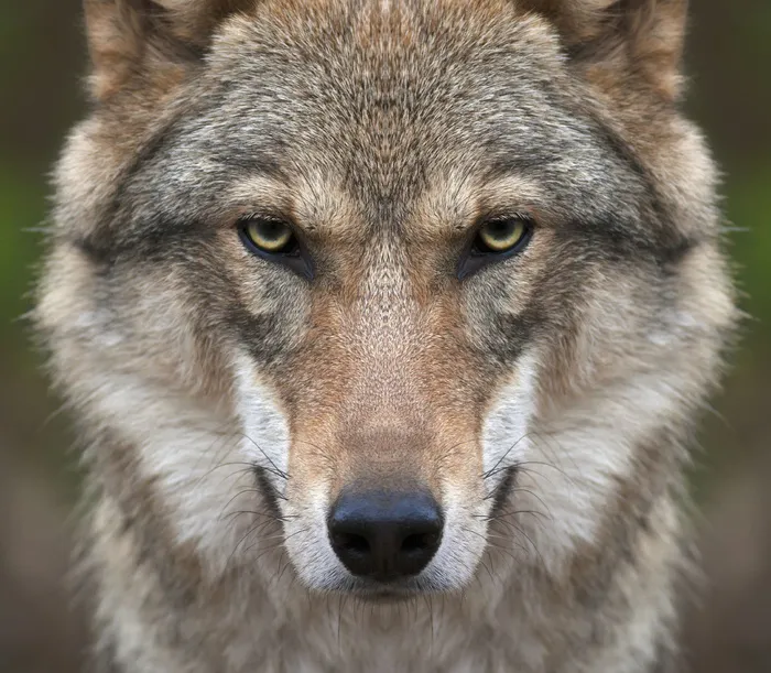 狼高清摄影图片